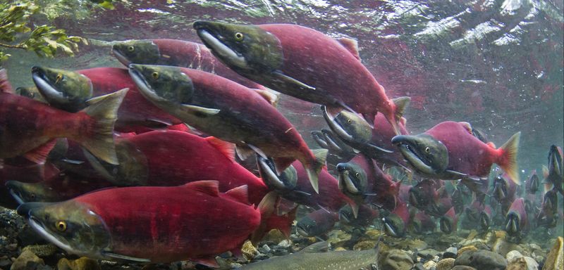 Salmon Habitat Restoration In The Pacific Northwest