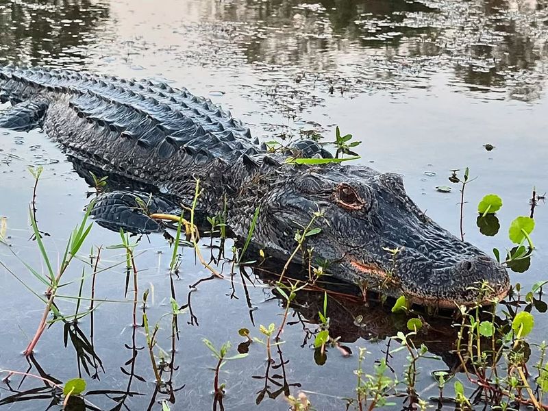 American Alligators