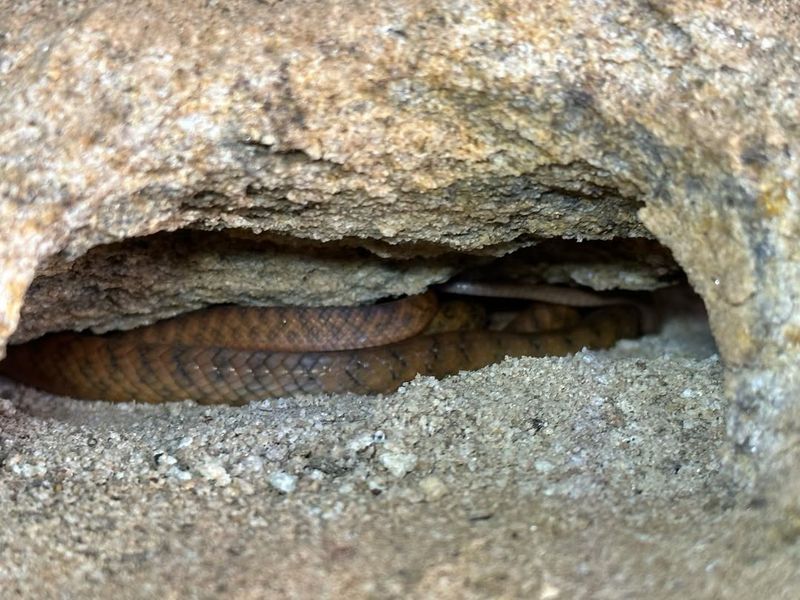 Snakes – Rock Crevices And Burrows
