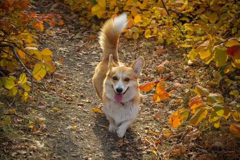 Tail-Wagging Greetings