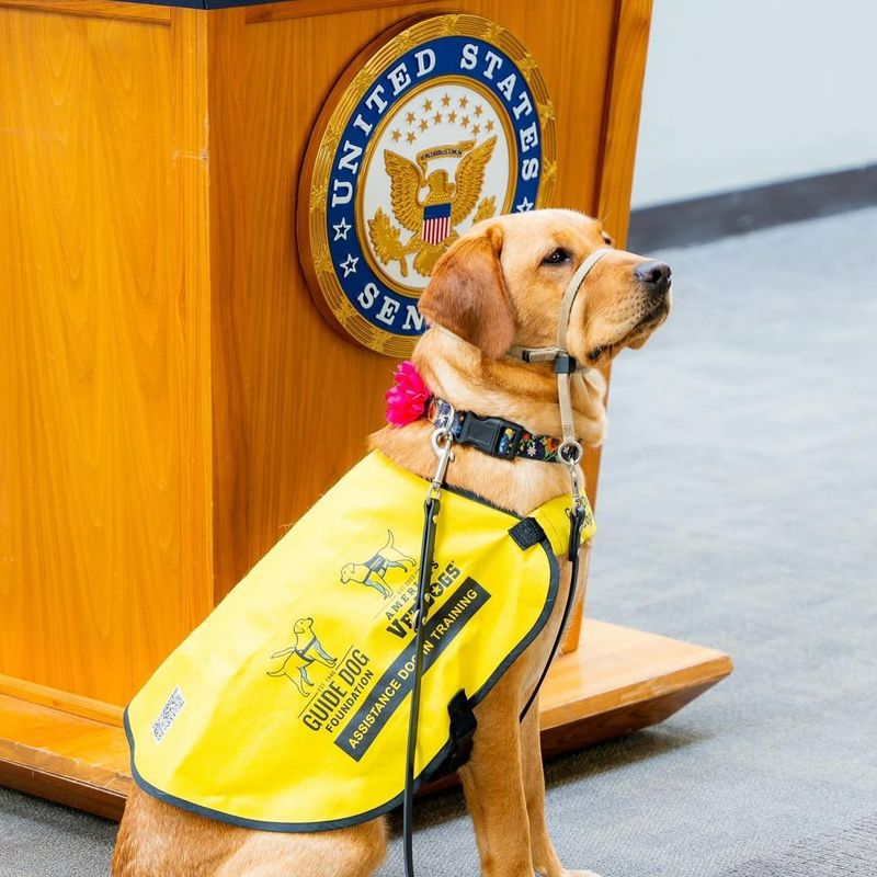 Dogs Assisting Disabled Veterans