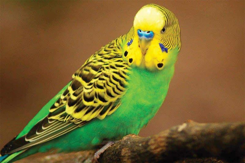 Budgerigar