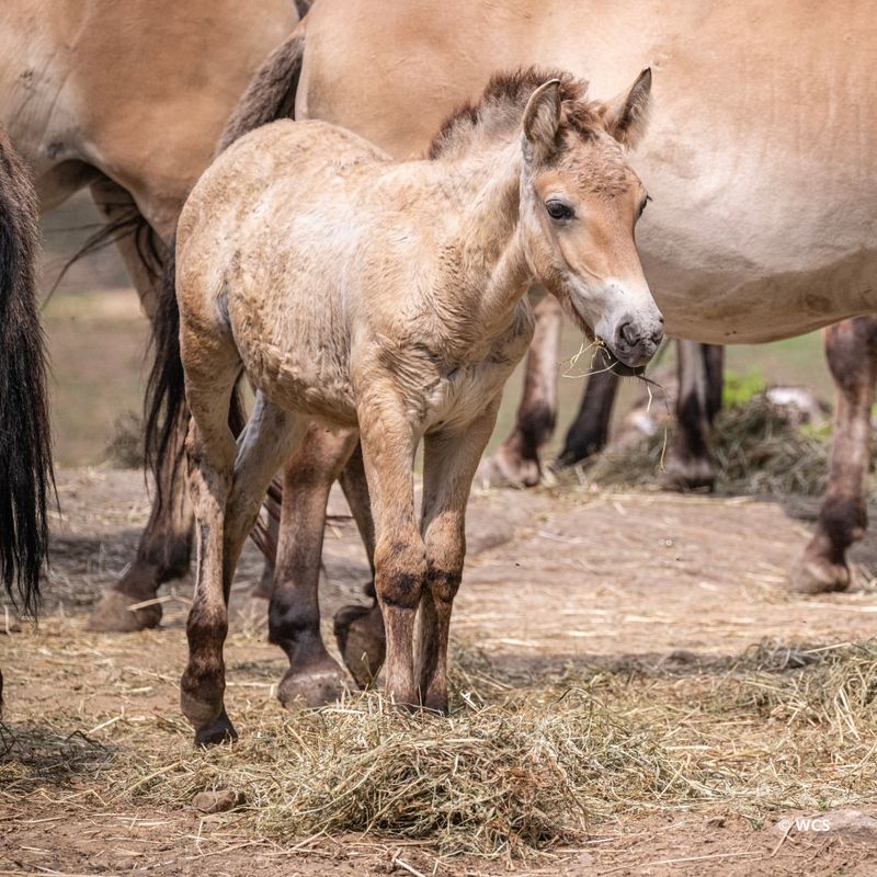 Mongolian Wild Horse