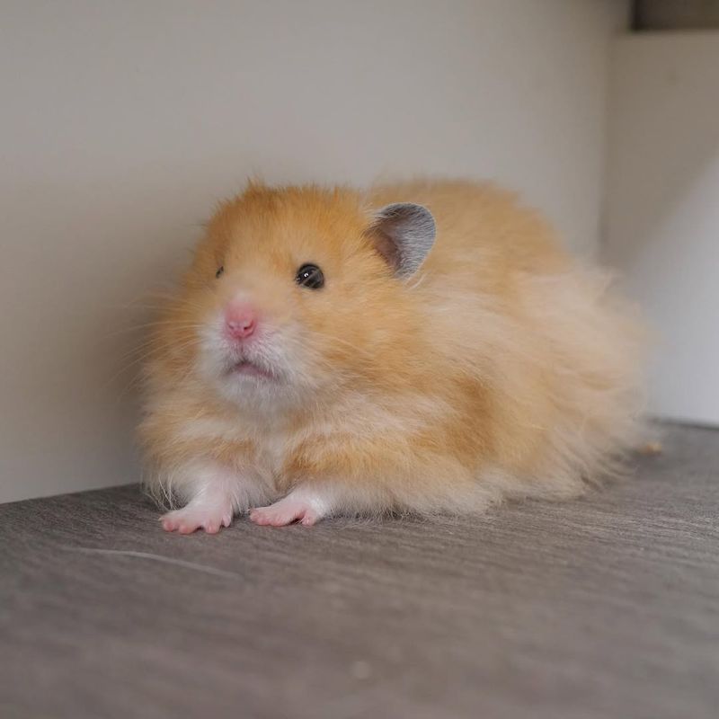 Hamster