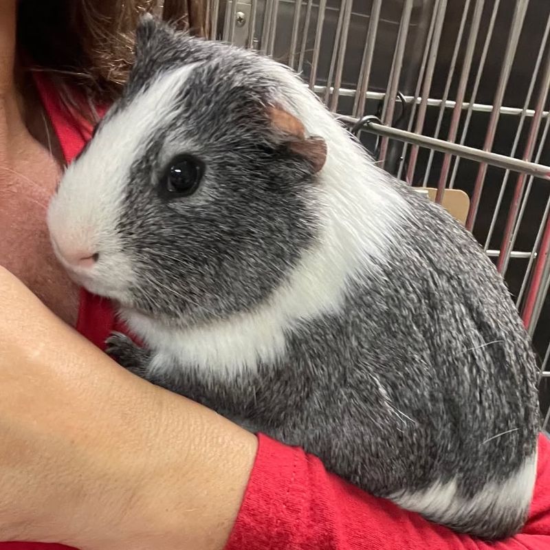 Guinea Pigs Live In Tiny Cages