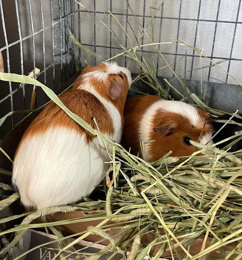 All Guinea Pigs Get Along