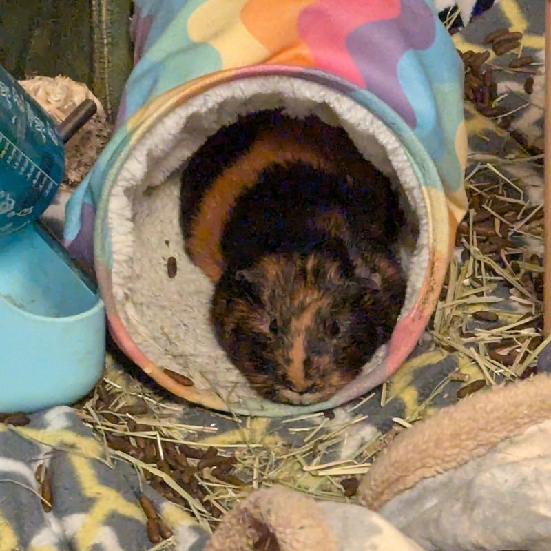 Guinea Pigs Don’t Need Exercise