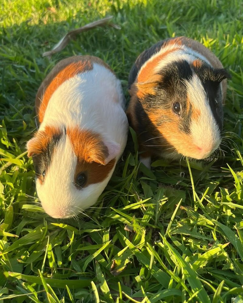 Guinea Pigs Are Hermits