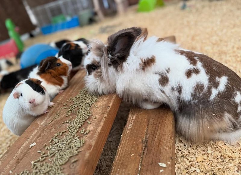 Guinea Pigs Are Just Like Rabbits