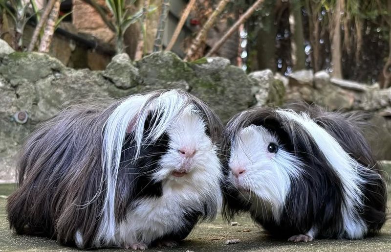 Guinea Pigs Are Short-Lived