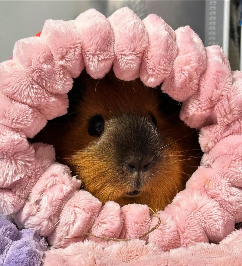 Guinea Pigs Are Noisy At Night