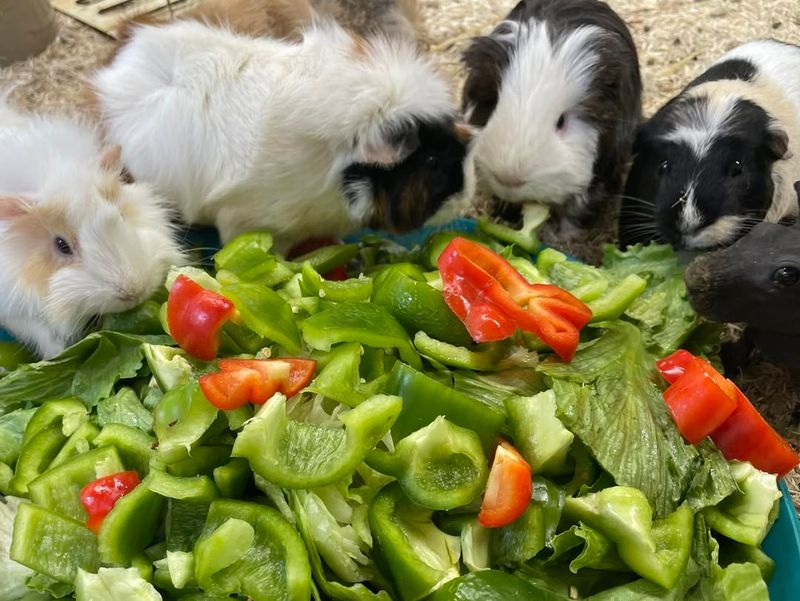 Guinea Pigs Can Eat Anything