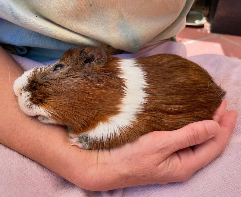 Guinea Pigs Don’t Need Grooming