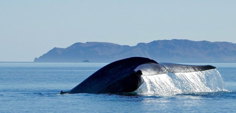 Sea Of Cortez, Baja California, Mexico