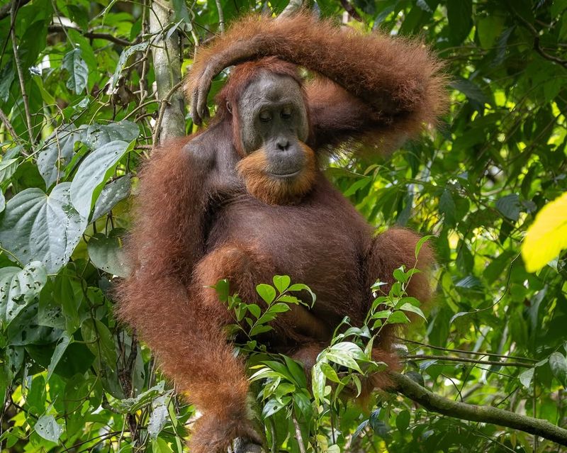 Bukit Lawang, Indonesia