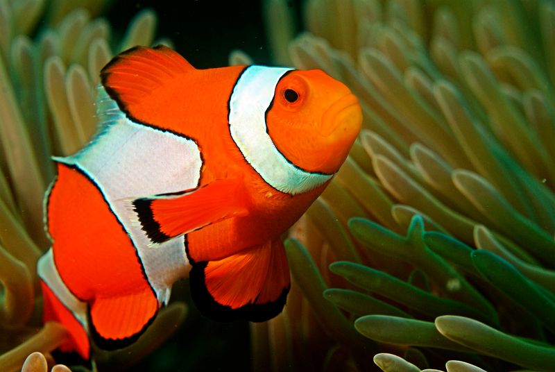 Clownfish