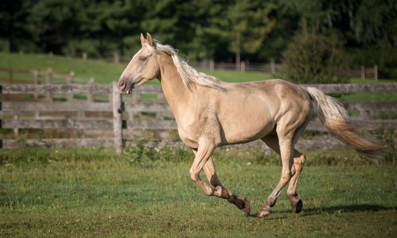 Tennessee Walking Horse