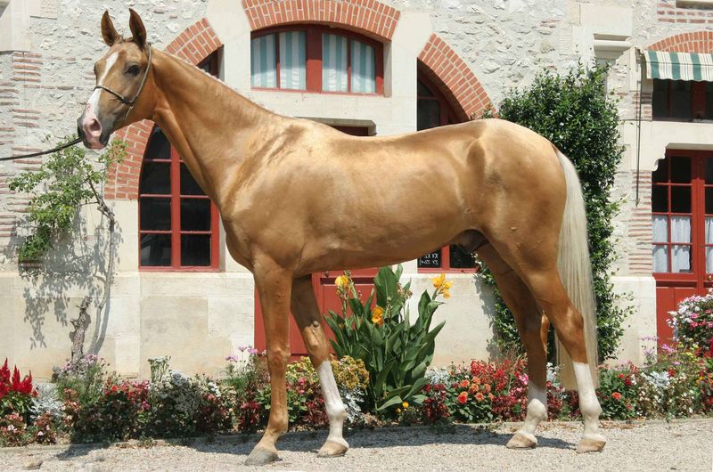 Akhal-Teke