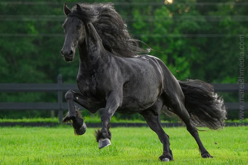 Friesian Horse