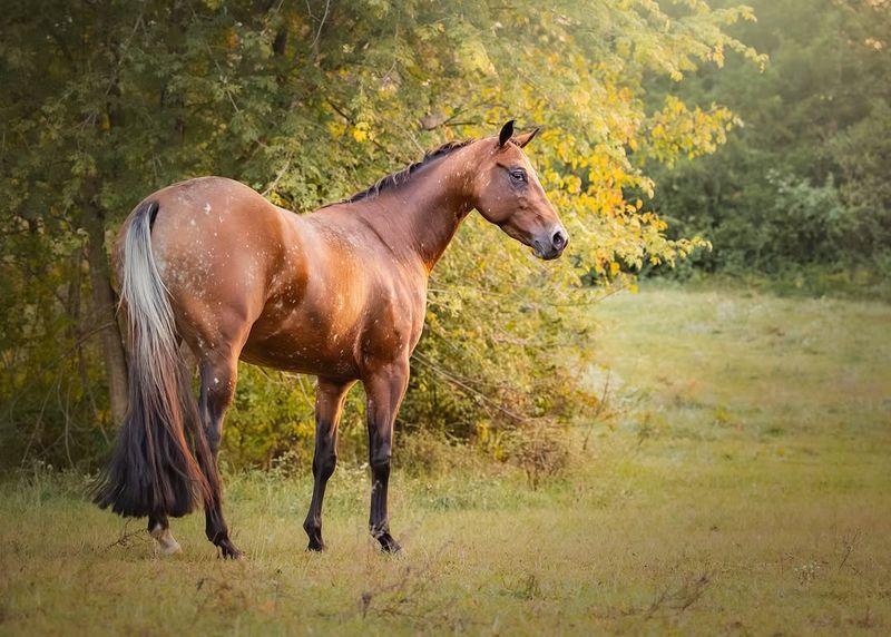 Appaloosa