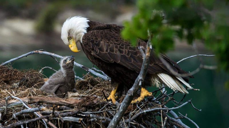 Increased Nesting Sites