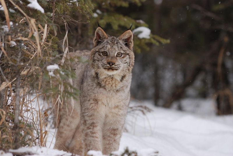 Solitary Nature: Lynx's Independent Lifestyle