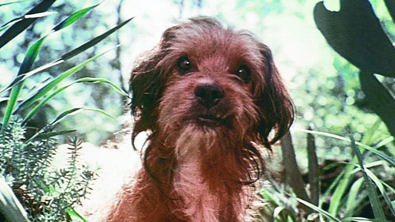 Benji (1974)