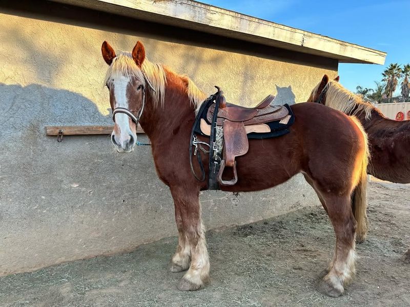 Belgian Draft Horse