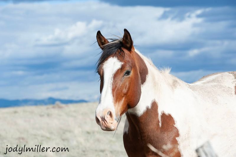 Paint Horse