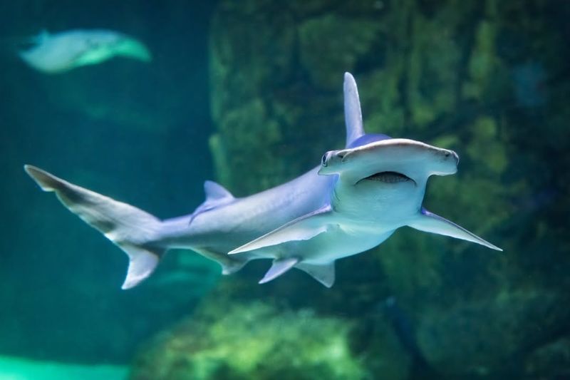 Hammerhead Shark