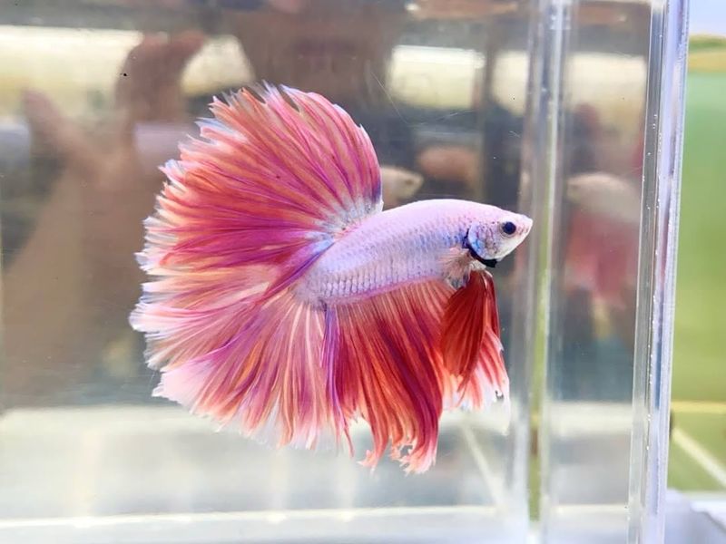 Betta Fish