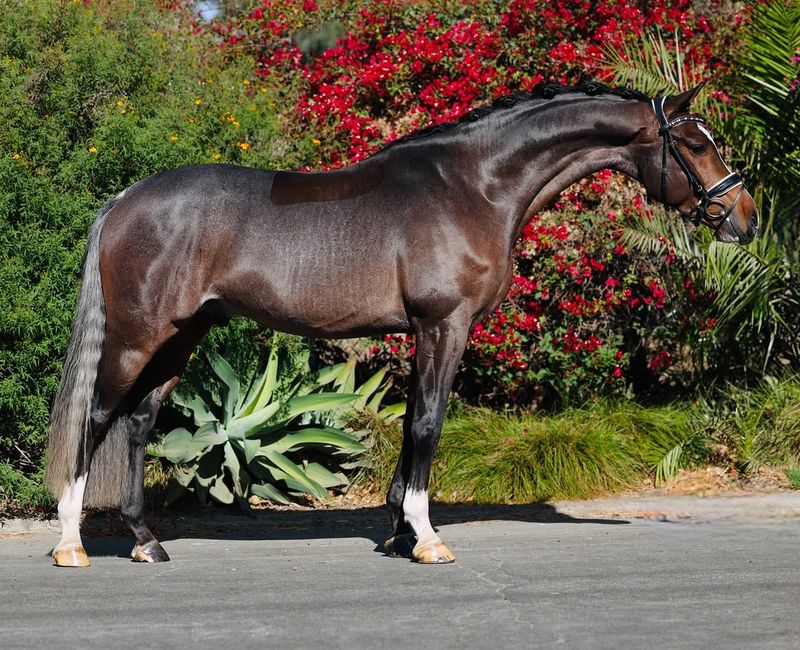 Hanoverian ($20,000 – $80,000)