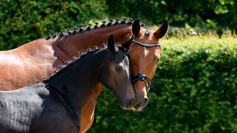 Hanoverian