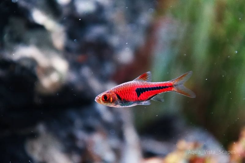 Harlequin Rasbora