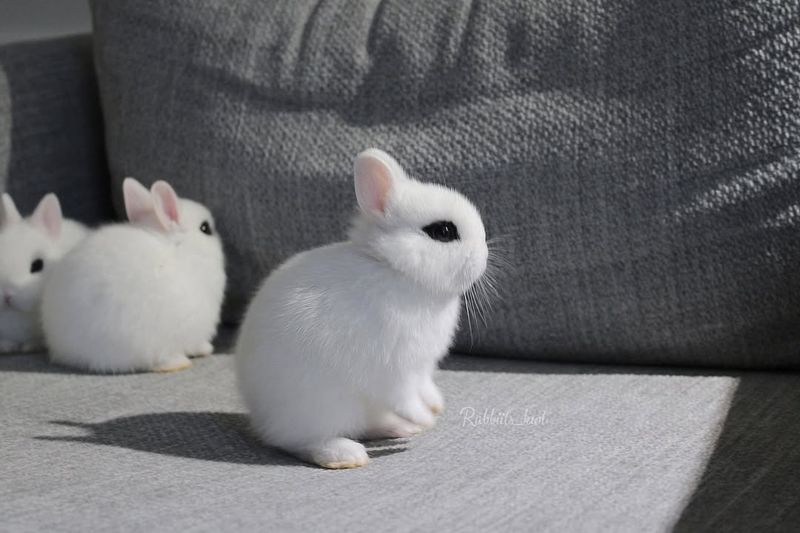 Dwarf Hotot