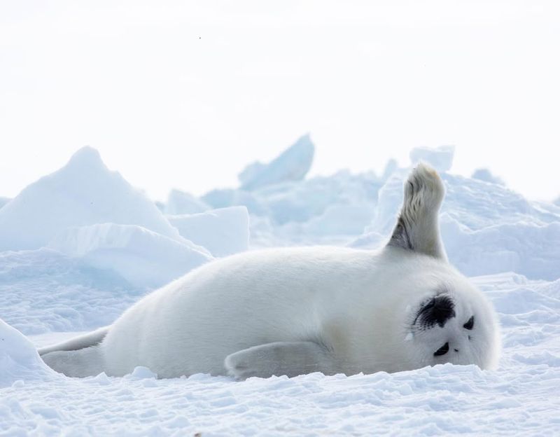 Harp Seal