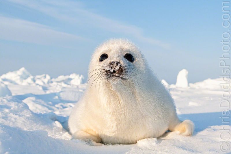 Harp Seal Pup