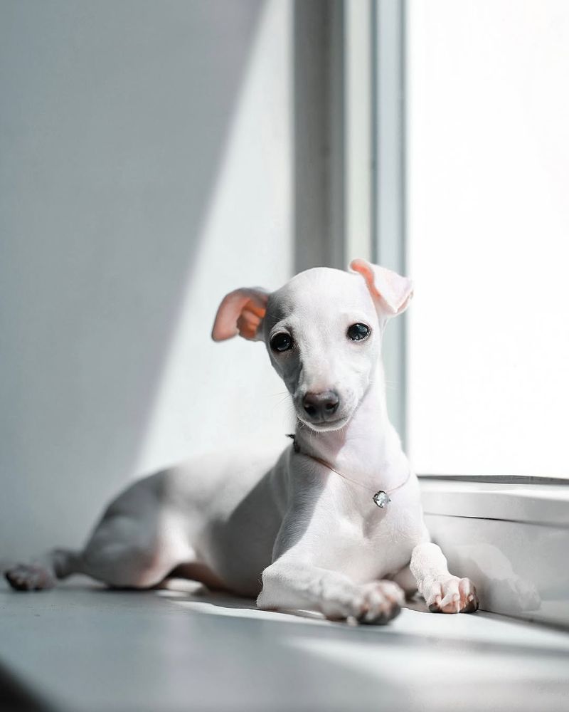 Italian Greyhound