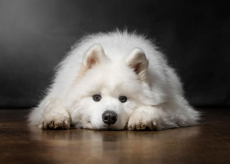 Samoyed