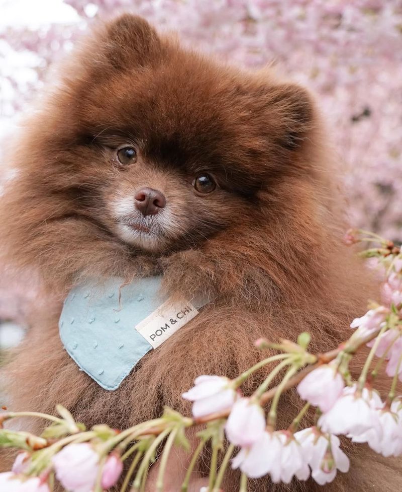 Pomeranian