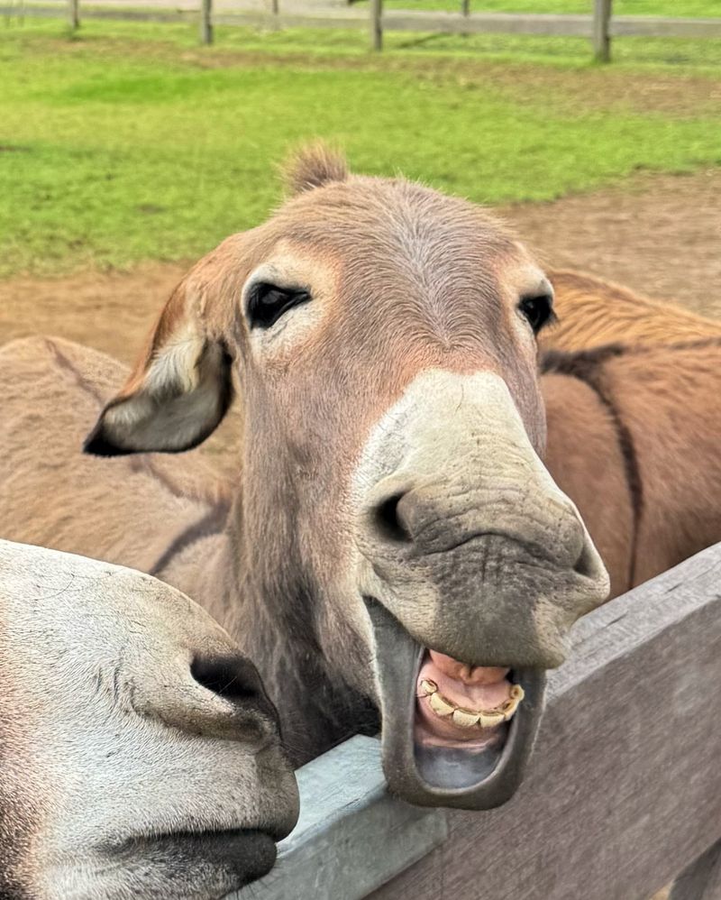 Have A Good Sense of Humor