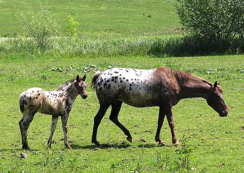 Idaho - Appaloosa Horse