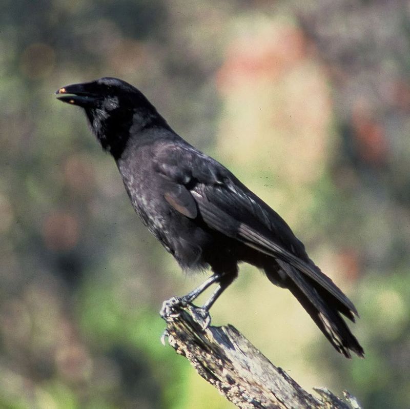 Hawaiian Crow (Alala)