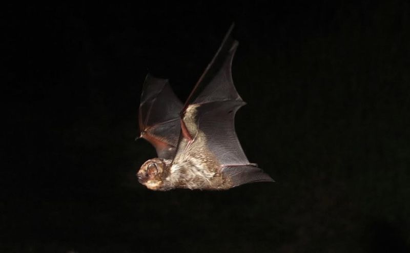 Hawaiian Hoary Bat