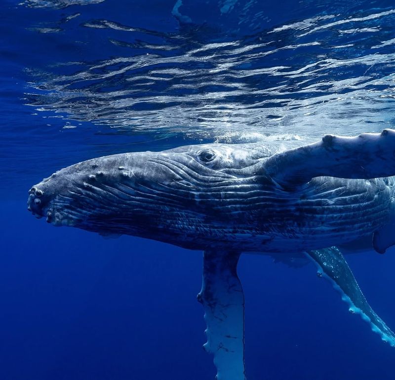 Humpback Whale