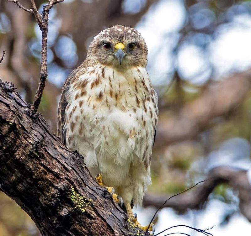 Hawaiian Hawk (Io)