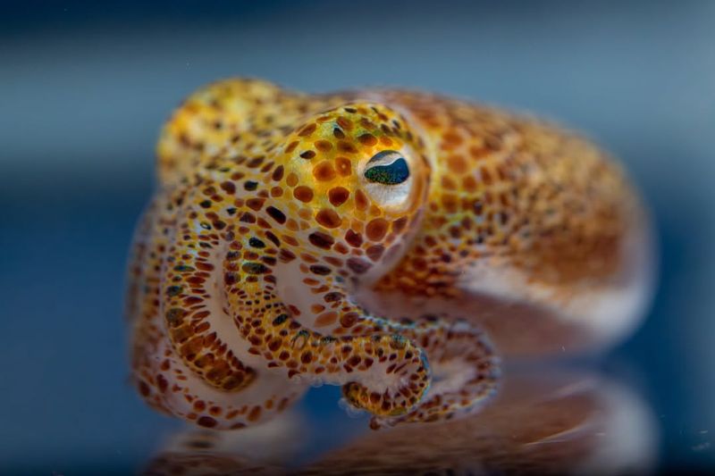 Hawaiian Bobtail Squid