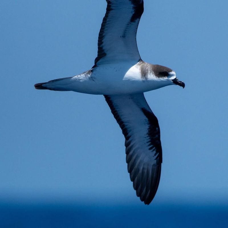 Hawaiian Petrel