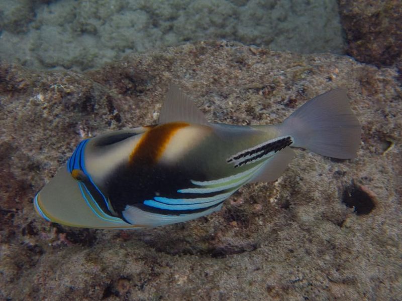 Hawaiian Triggerfish (Humuhumunukunukuapua'a)