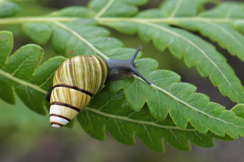 Hawaiian Tree Snail